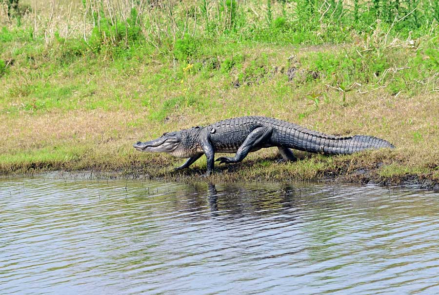 Alligator walking into the St John's river, Florida USA