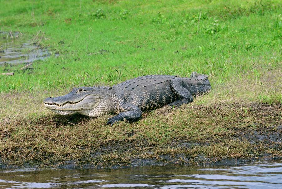 Alligator lying on the riverbank St John's river Florida, USA