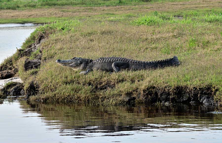 Alligator on the river bank of St Johns river, Florida, USA