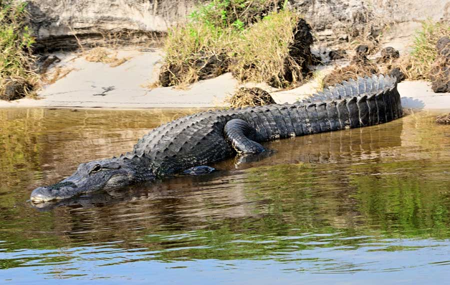 Alligator lying in the water St Johns river Florida USA