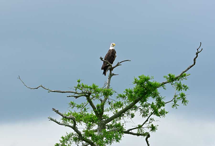 Bald Eagle sitting in a tree St John's River Florida USA