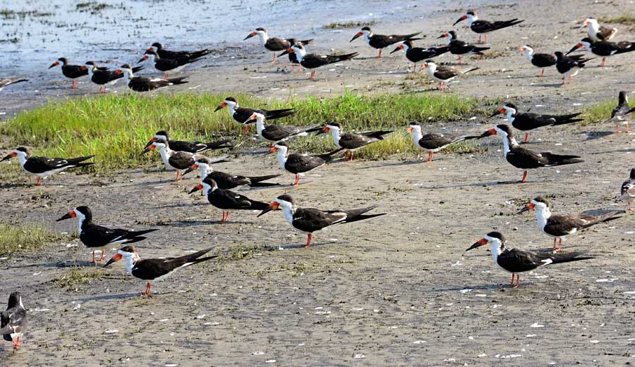 Black Skimmers on shoreline of St Johns River Florida USA