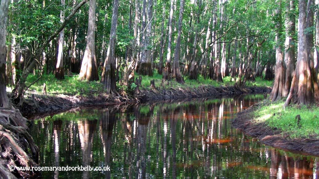 St Johns river - Florida USA