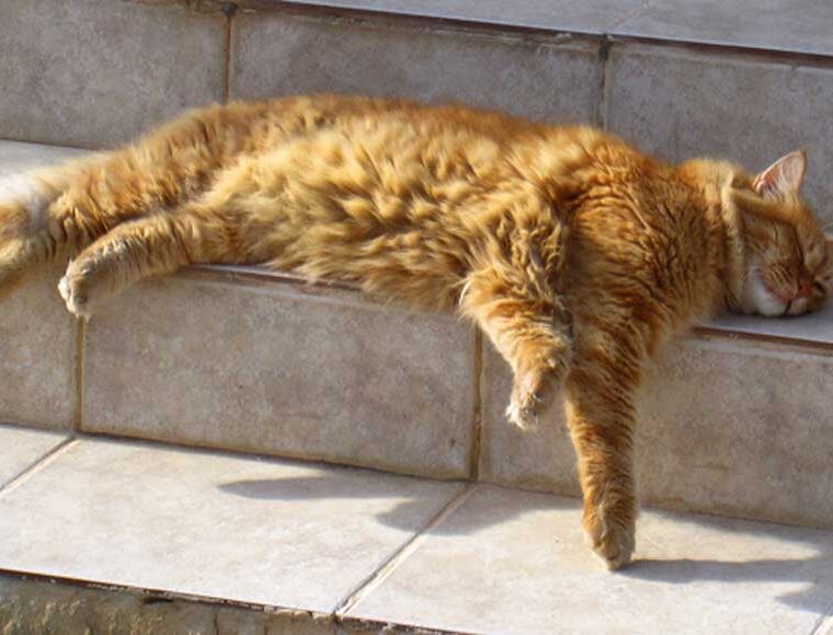 Cat sleeping on steps in the spring sunshine, Cyprus