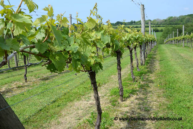 Bluebell Vineyard vines