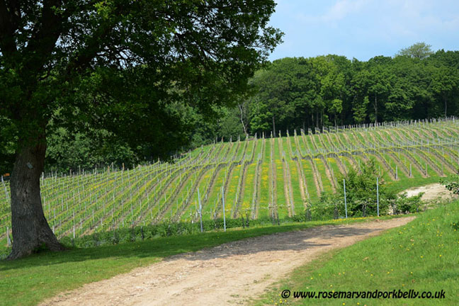 Bluebell Vineyard Sussex