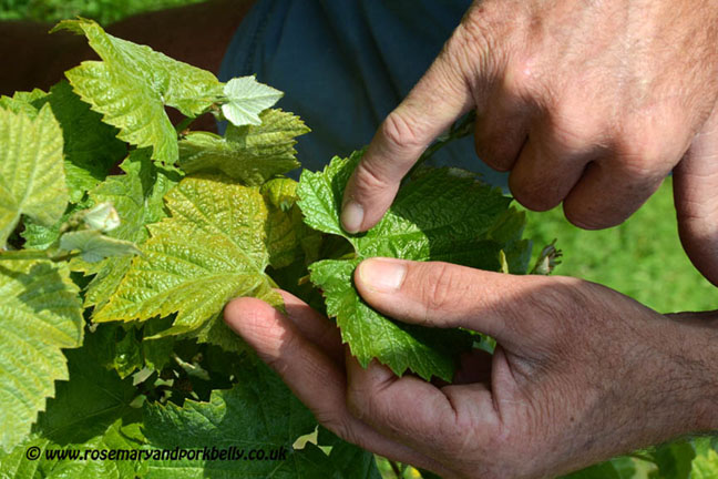 Difference between Pinot Noir (left) and Chardonnay leaves Bluebell vineyard