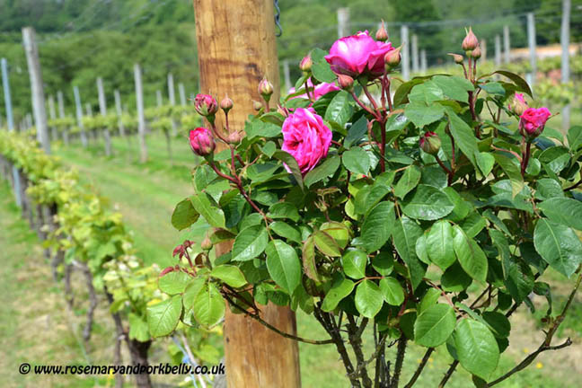 Roses at the end of a row of vines