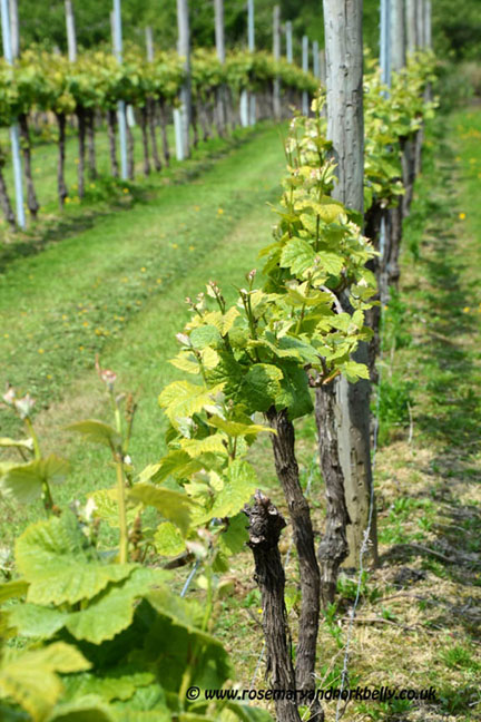 Rows of vines at Bluebell Vineyard