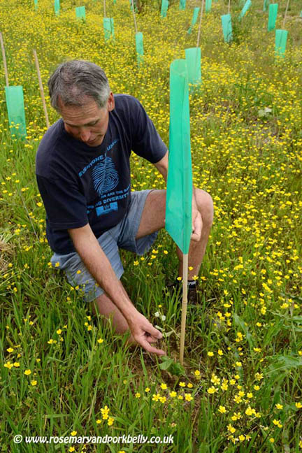 Tending the young vines Bluebell vineyard