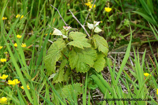 Young vine - Bluebell vineyard
