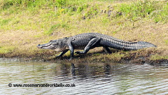 Alligator walking into St Johns River Florida USA