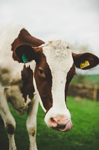 A2 cow from Blaze Farm