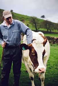 Farmer and A2 cow