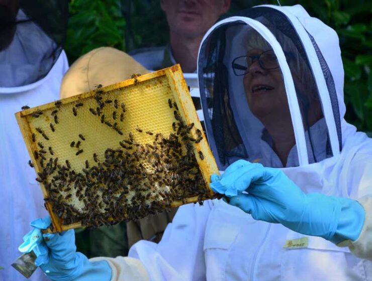 Person examining a bee hive frame that's covered in bees