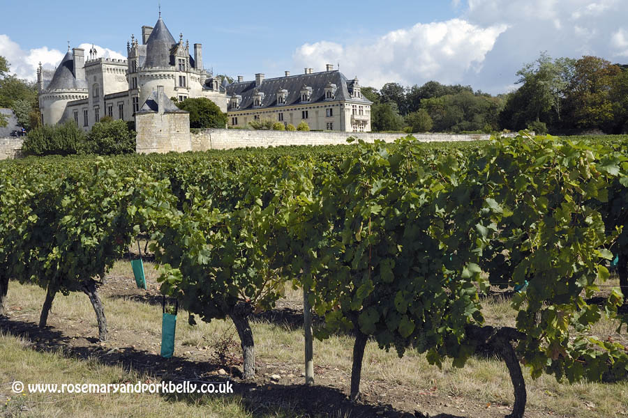 Chateau Brézé and vines Anjou France