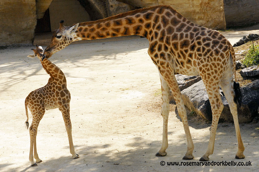 Mother and baby giraffe Bioparc de Doué la Fontaine Anjou France