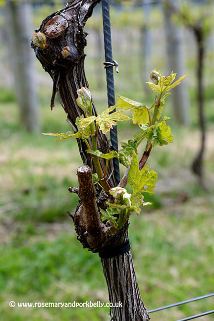 Young vine - Woodchurch vineyard