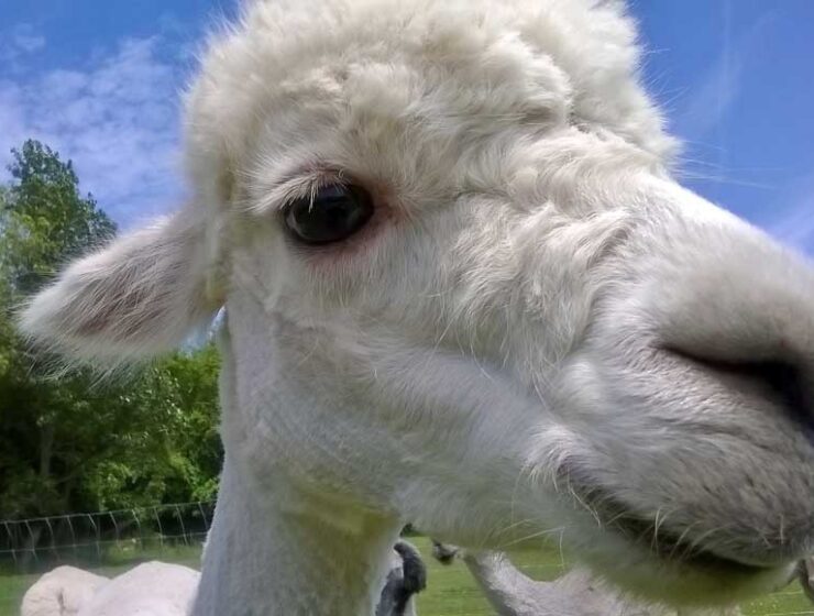 Close up of the head of a white Alpaca at Dunreyth Alpacas