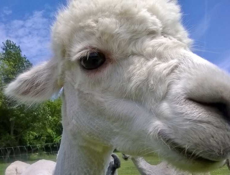 Close up of the head of a white Alpaca at Dunreyth Alpacas