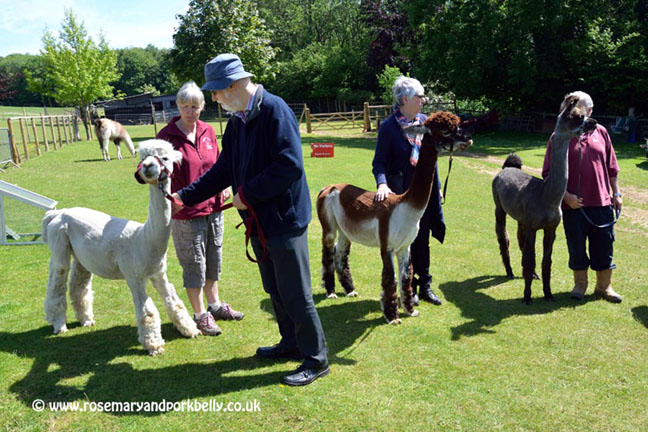 Alpaca introductions - Dunreyth Alpacas
