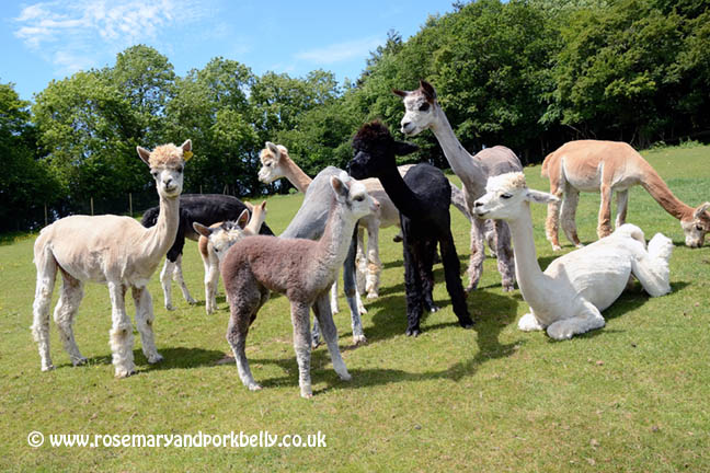 Alpacas at Dunreyth Alpacas