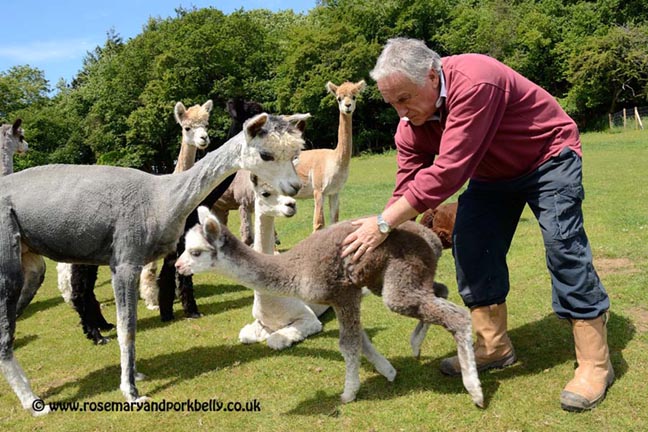 Bruce Ives checking a young alpaca - Dunreyth Alpacas