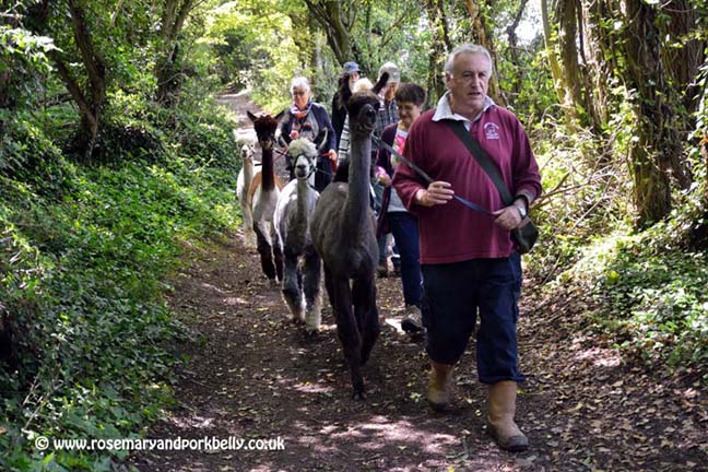 Bruce Ives leading the alpaca walk - Dunreyth alpacas