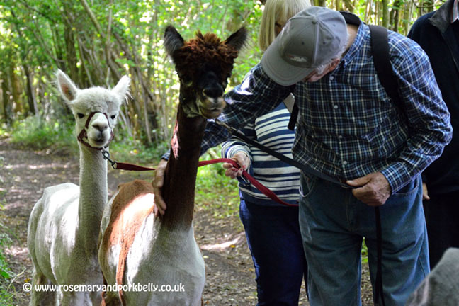 Chat to your alpaca while walking - Dunreyth Alpacas