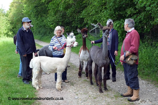 Chatting about alpacas - Dunreyth Alpacas