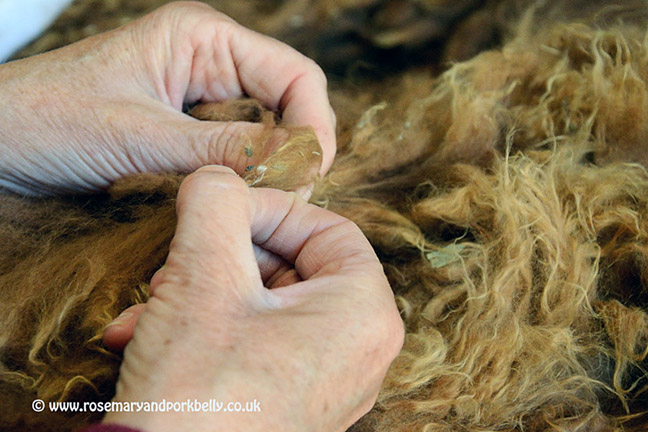 Cleaning the alpaca fibre - Dunreyth Alpacas