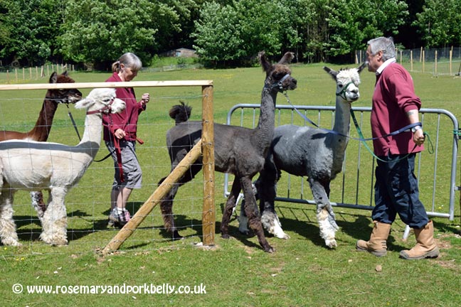 Peta and Bruce with their alpacas - Dunreyth Alpacas