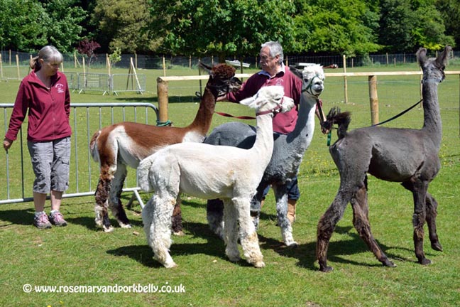 Rounding up alpacas - Dunreyth Alpacas
