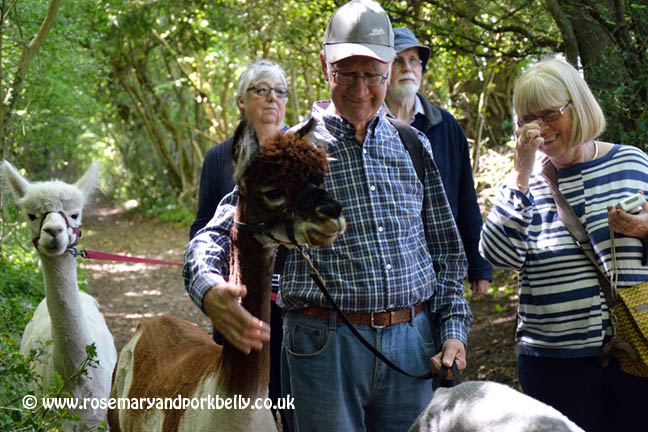 Walking with alpacas - Dunreyth Alpacas