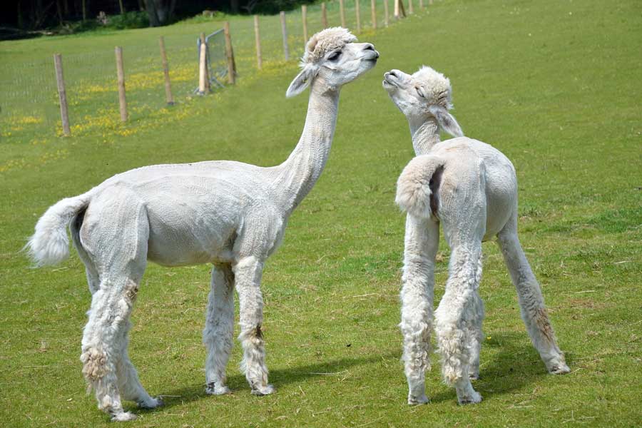 2 young Alpacas at Dunreyth Alpacas West Sussex