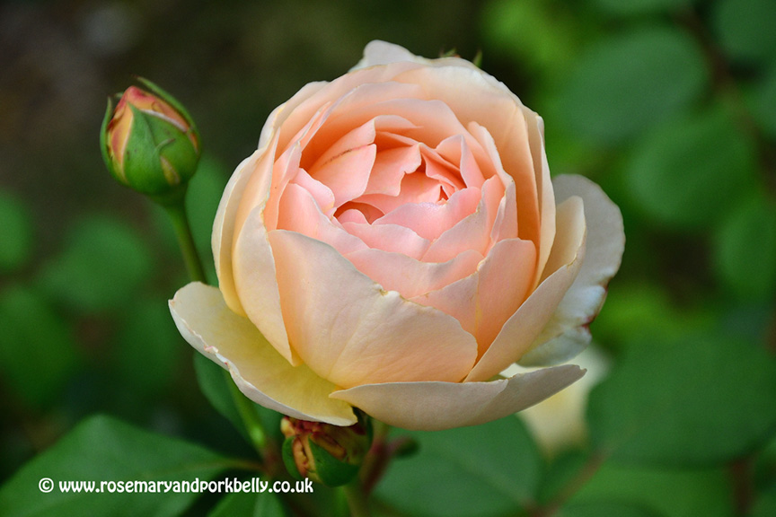 Rose - Château du Rivau Loire-France