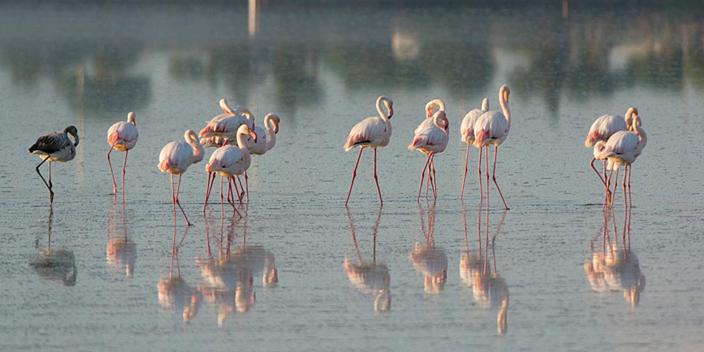 Greater Flamingos - Phoenicopterus roseus - Larnaca salt lake Cyprus ©Sergey Yeliseev