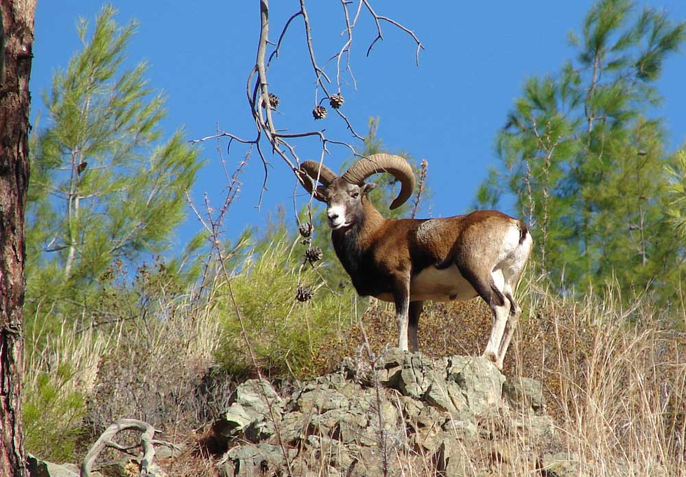 Male wild Cyprus mouflon ©Smichael21/Wikimedia (CC BY-SA 3.0)