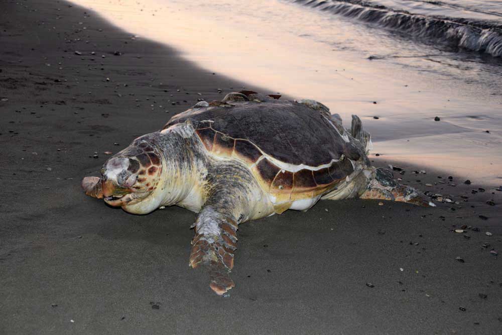 Turtle-on-Limassol-beach-Cyprus-2020-©George-M.-Groutas-Flickr-(CC-BY-2.0)