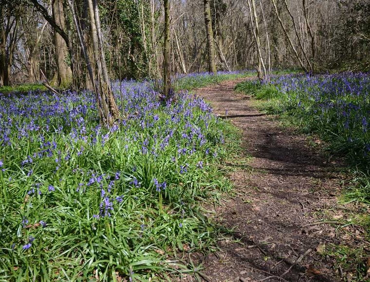 Footpath through the bluebells at Clapham Wood West Sussex