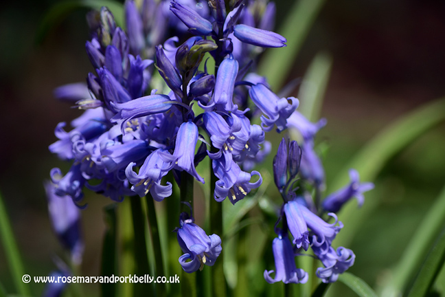 Bluebells in Clapham Wood West Sussex