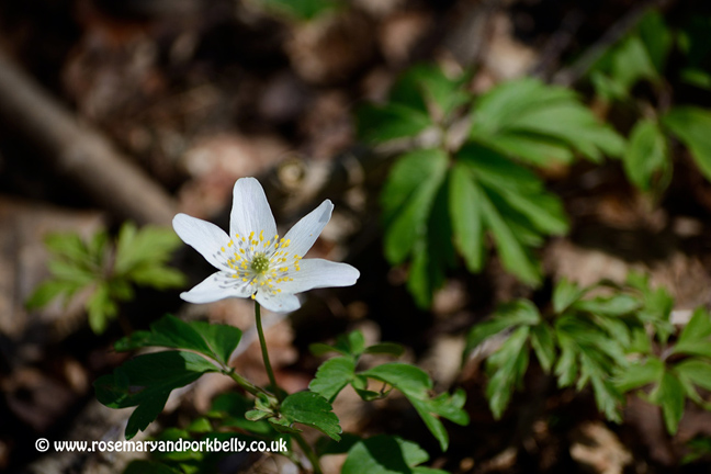 Wood Anemone - Clapham Wood West Sussex