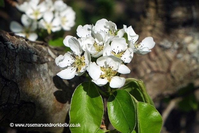 Apple blossom - Stone Cross House Crowborough East Sussex