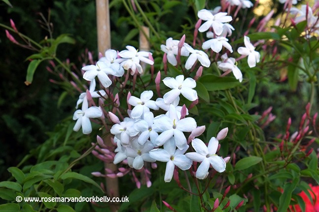 Jasmine in bloom