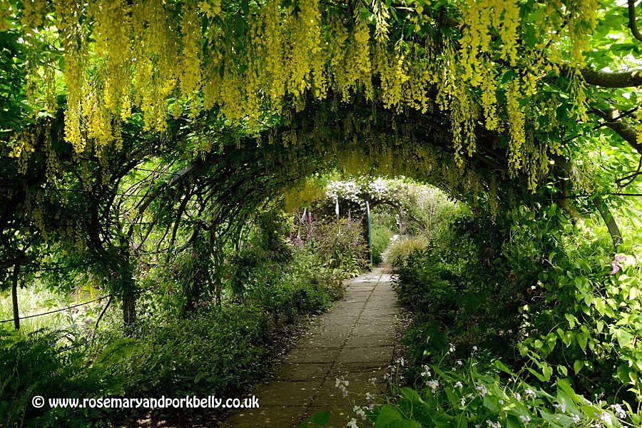 Laburnham arch - Preston Manor garden Brighton