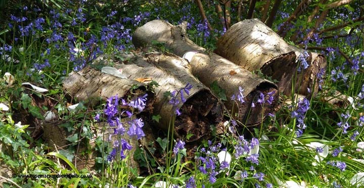 Woodland bluebells © rosemaryandporkbelly