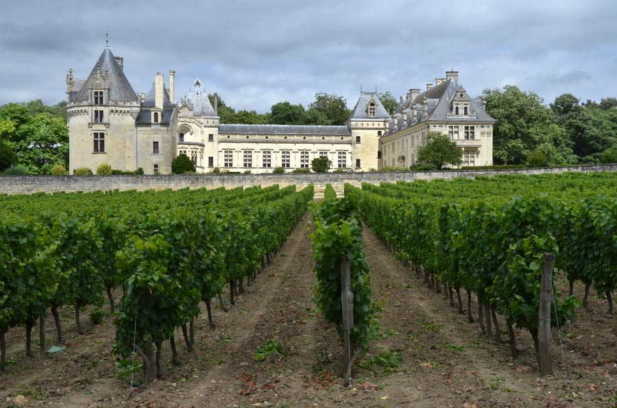 Looking across the vineyard vines to Château de Brézé, Loire, France