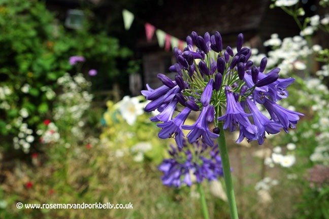 Agapanthus - Five Oaks Cottage West Burton near Pulborough