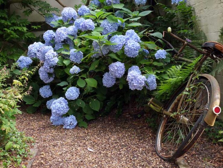 Blue hydrangea and old bike at Five Oaks Cottage West Burton Pulborough West Sussex