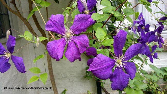 Clematis - Five Oaks Cottage West Burton near Pulborough
